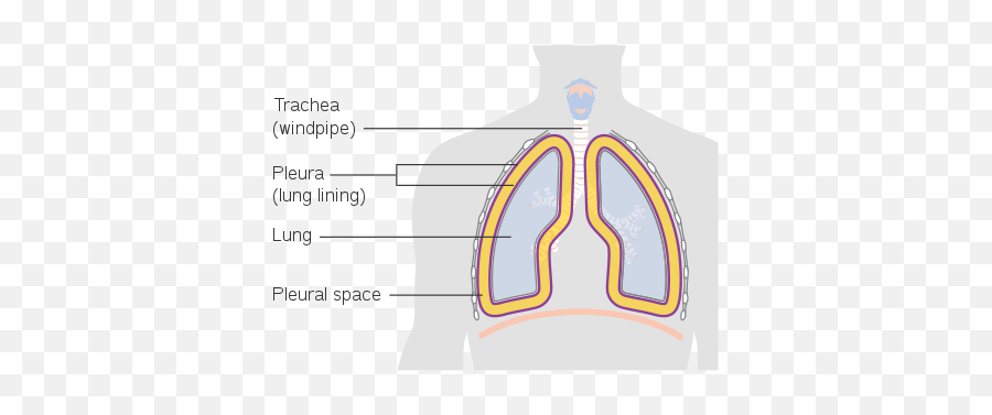 Pulmonary Pleurae - Wikiwand Emoji,Visceral &/or Emotions