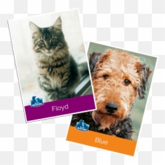 Healthy Cat Food Product Finder Blue Buffalo Blue - Photographic Paper Emoji,Horse Head And Arm Emoji