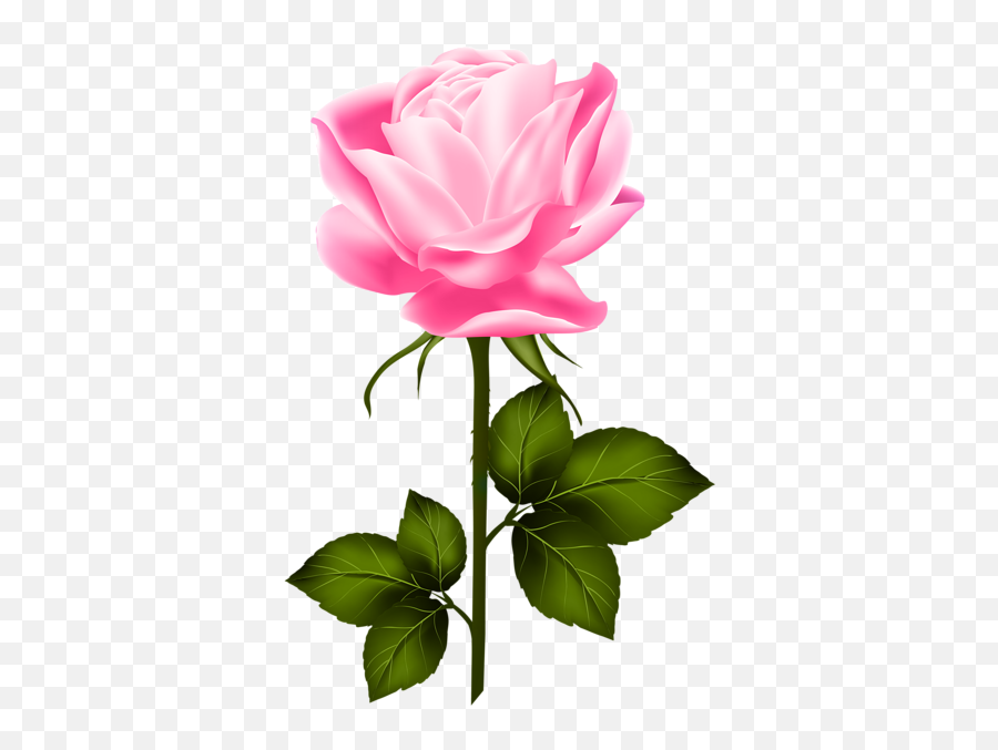 Rose Flower Wallpaper Flower Clipart - Pink Rose With Stem Png Emoji,Pink Rose Emoji