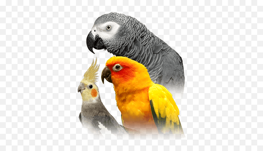 Food Care - Parrot Pet Birds Emoji,African Grey Parrot Reading Emotions