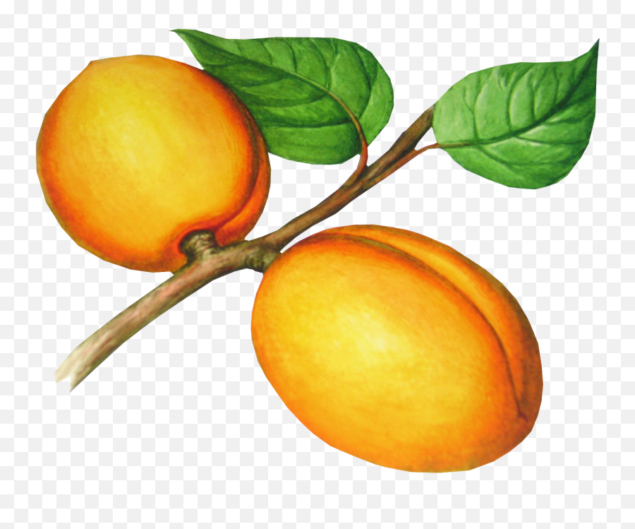 Peach Png Image Transparent U2013 Png Lux Emoji,Peachy Aesthtic Emojis