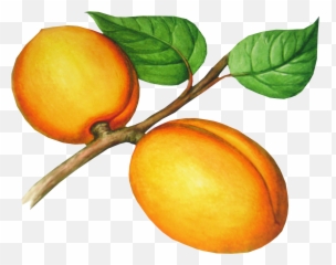 Peach Png Image Transparent U2013 Png Lux Emoji,Peachy Aesthtic Emojis
