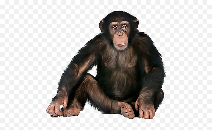 Monkey Monkeys Ape Apes Sticker - Monkey Png Emoji,Ape Emoji