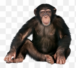 Monkey Monkeys Ape Apes Sticker - Monkey Png Emoji,Ape Emoji