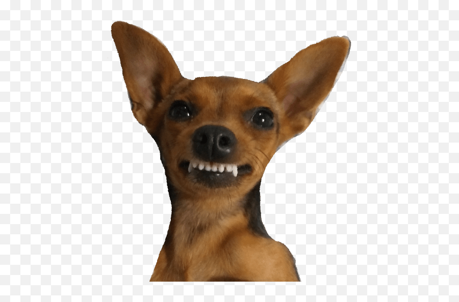 Bia E Jade - Russkiy Toy Emoji,Uncomfortable Dog Emoji