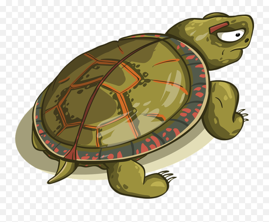 Free Photo Animal Amphibious Reptile - Tortoise Shell Png Emoji,Sea Turtle Emoticon