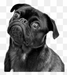 Best Loginsign Up Forms - Pro Coders Online Pug Emoji,Pug Emoticons For Facebook