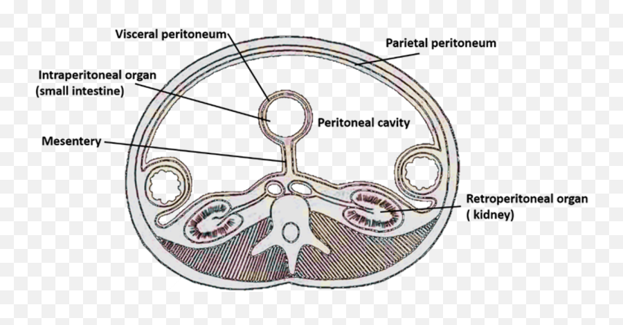 Peritoneum And Peritoneal Cavity Verical And Horizontal Emoji,Visceral &/or Emotions