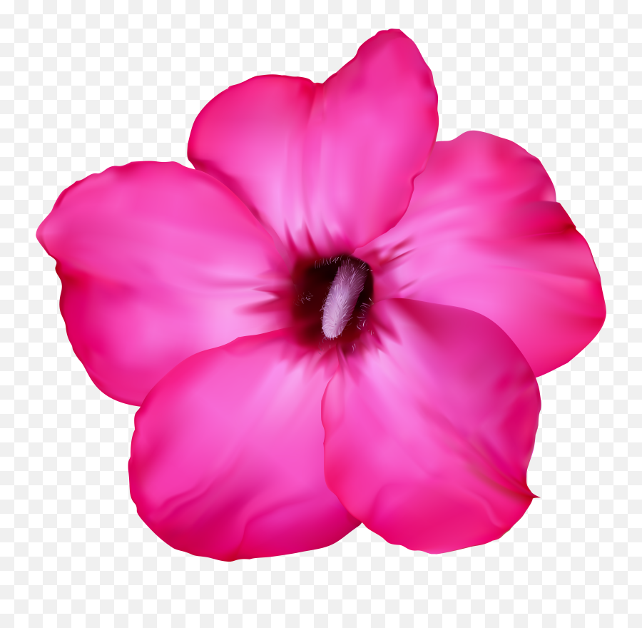 Flower Pink Clip Art Png Image - Desert Flower Png Emoji,Emojis Flowers Png