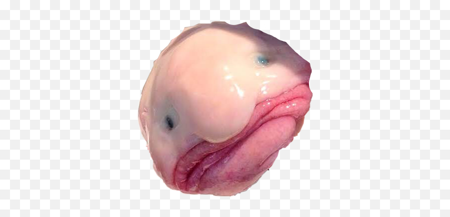 The Most Edited Blobfish Picsart Emoji,Blobfish Emoticon