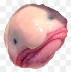 The Most Edited Blobfish Picsart Emoji,Blobfish Emoticon