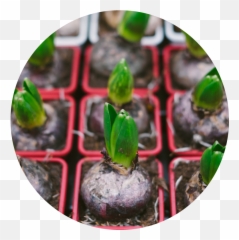 Rooted Wellness Emoji,Do Vegans Use The Seedling Emoji