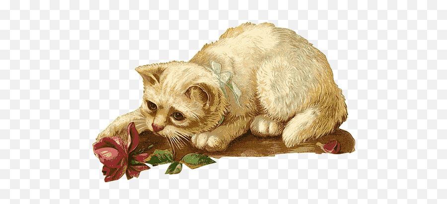 3000 Free Cat U0026 Animal Illustrations - Pixabay Vintage Cat Illustration Png Emoji,Funny Cat Emotions