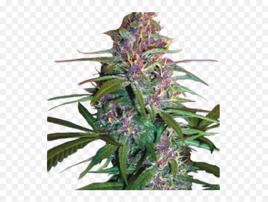 Weed Brampton Archives - Critical Purple Auto Latitud Sur Emoji,Rollingstone Lil Yachty Teenage Emotions