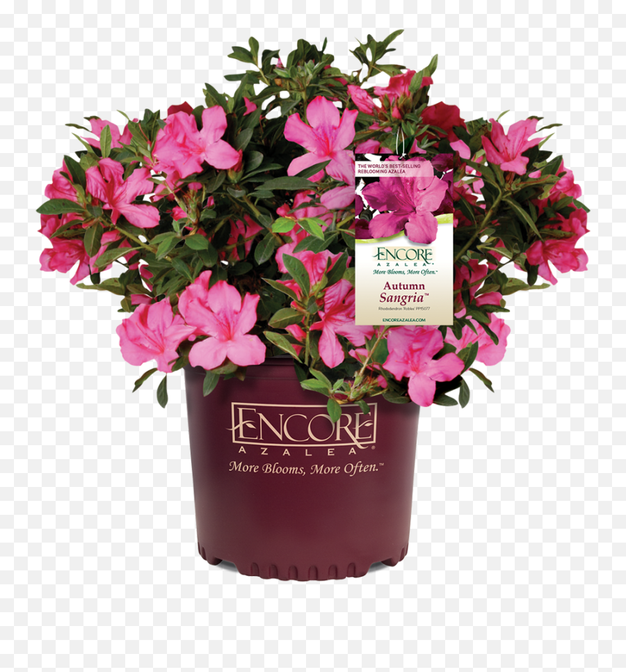 Azalea Encore - Autumn Sangria Azalea Emoji,