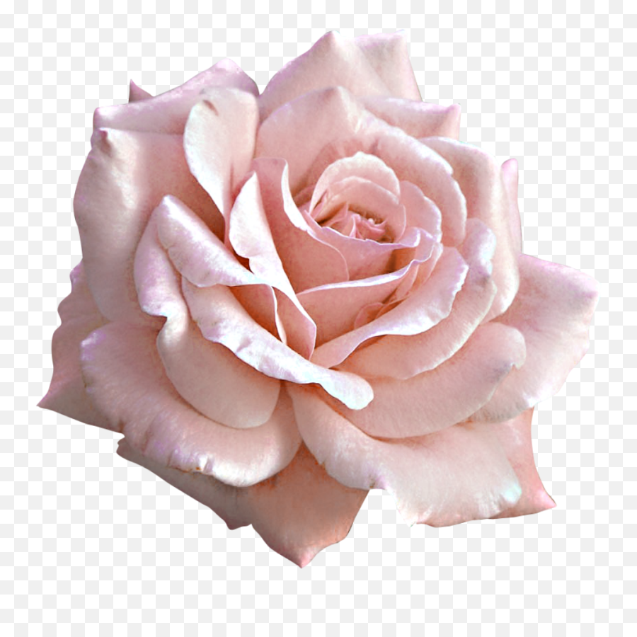 Light Pink Rose Aesthetic - 2021 Pink Rose Transparent Background Emoji,Wilted Rose Emoji