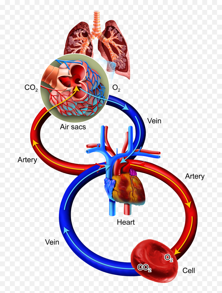 Breathe Clipart Human Breathing - Oxygen Cells Png Dot Emoji,Breathing Out Emoji