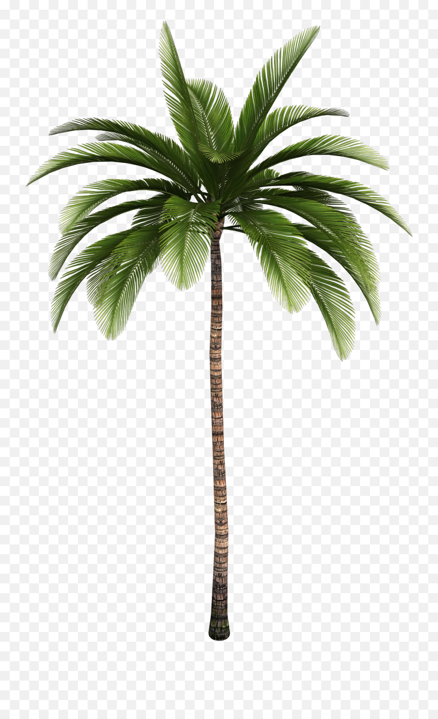 Palm Tree Png Images 5png Snipstock Emoji,Palm Tree Beach Emoji