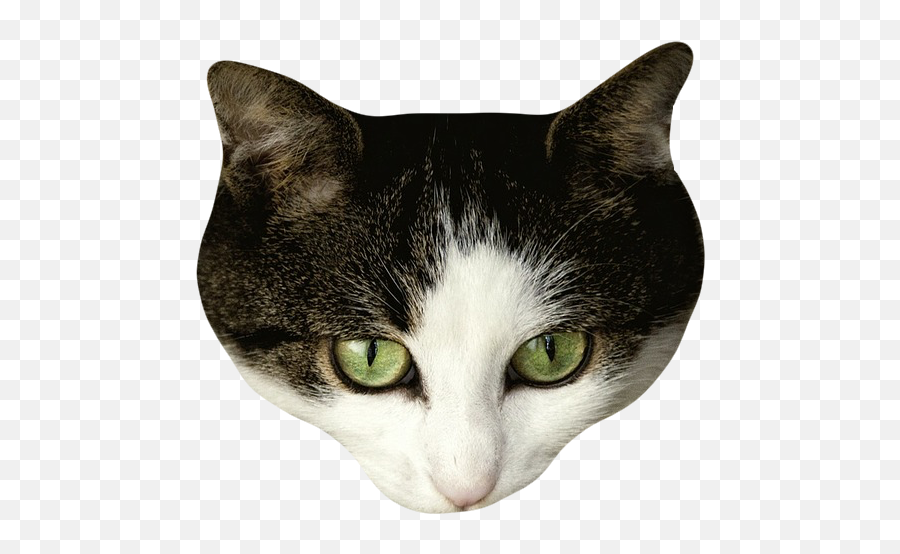 Cat Stickers For Messages By Alexander Bichurin Emoji,Cat Emoji Slack