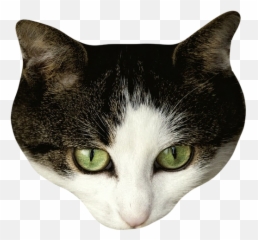 Cat Stickers For Messages By Alexander Bichurin Emoji,Cat Emoji Slack