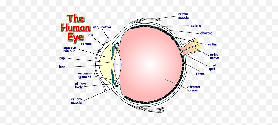 Diagram Pig Eyes Diagram Full Version Hd Quality Eyes - Label Diagram Of Human Eye Emoji,Pervy Eyes Emoji