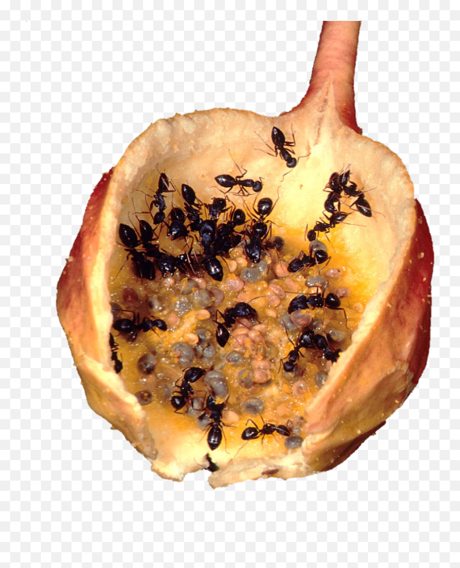 Bugs Bug Mold Rotting Rotten Sticker - Food Spoilage Emoji,Mold Emoji