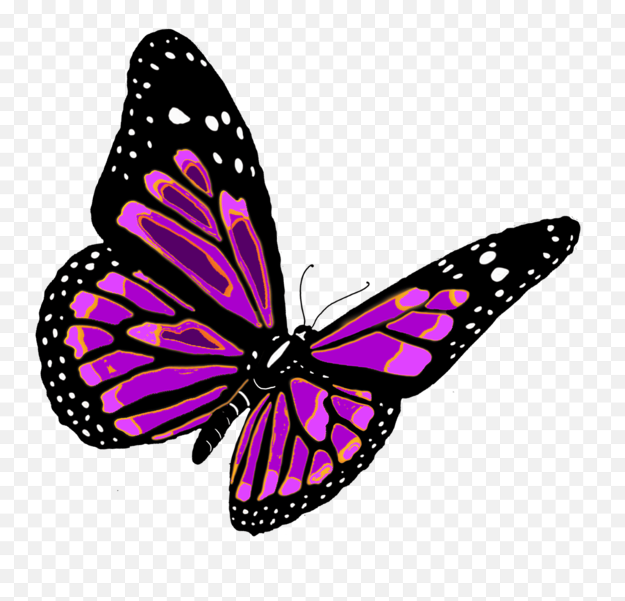 Butterfly Transparent Pictures Free Icons And Backgrounds - Butterfly Images No Background Emoji,Butterfly Emoji Png
