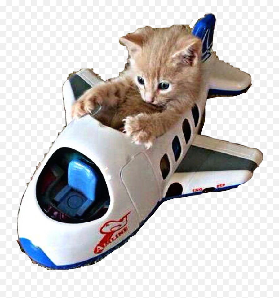 Kitty Kitten Toy Plane Sticker - Cat In Toy Plane Emoji,Pet Shop Emoji Sticker Pet Carrier