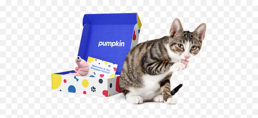 Cat Insurance Plans Pumpkin - Domestic Cat Emoji,Cat Ears That Tell Your Emotions