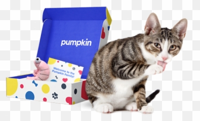 Cat Insurance Plans Pumpkin - Domestic Cat Emoji,Cat Ears That Tell Your Emotions