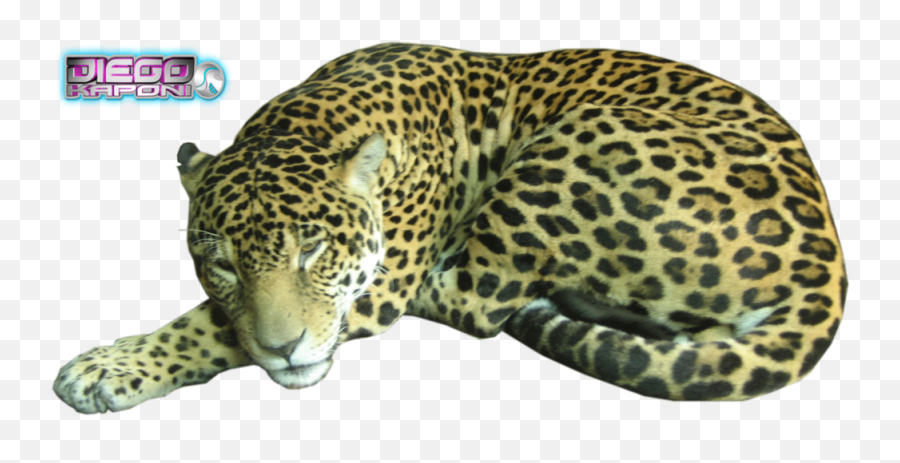 Leopard Psd Official Psds Emoji,Cute Leopard Emojis