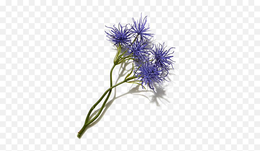 Best Ingredients For Hair Witch Hazel Extract Prose - Echinops Emoji,Witch Flying Into Tree Emoticon