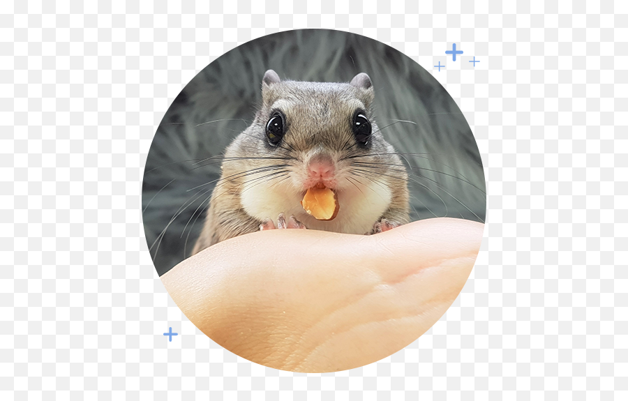 100 - Png Eastern Chipmunk Emoji,Jappan Emojis