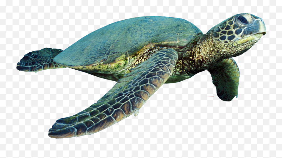 Sea Turtle - Sea Turtle Png Hd Emoji,Sea Turtle Emoji