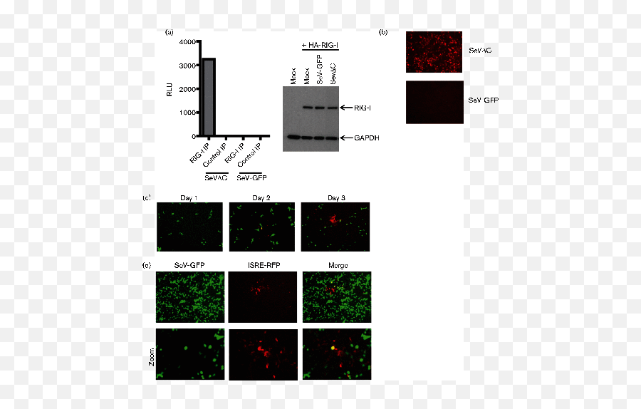 Loss Of Sendai Virus C Protein Leads To Accumulation Of Rig Emoji,Honda Del Sol Work Emoticon