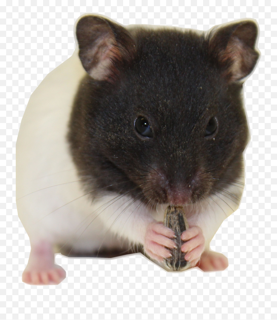 Hamster Download Transparent Png Image Emoji,Emoji Biting Lips