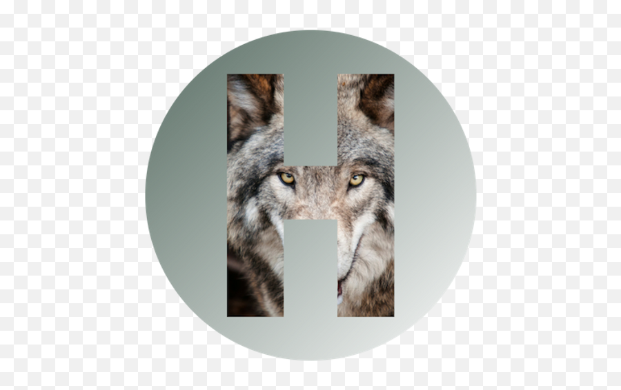 Home Howling Wolf Healing - Wolf Meme Emoji,Cockatiel Emotions