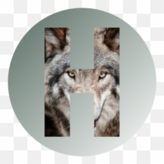 Home Howling Wolf Healing - Wolf Meme Emoji,Cockatiel Emotions