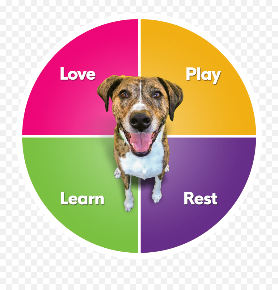 Dog Daycare Near Me In West Palm Beach - Collar Emoji,Inside Out Dog Emotions