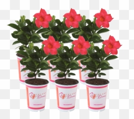 Bougainvillea Mix Colors 10 Live Plants Emoji,Flower Emoji Pillow