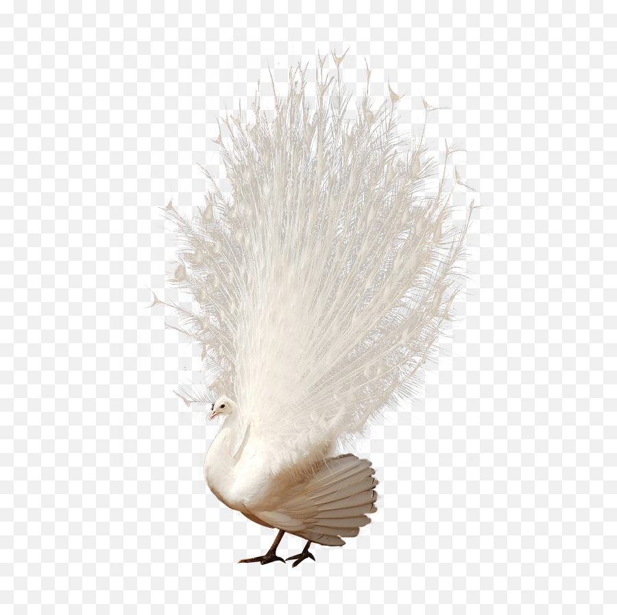 Mq Peacock Feathers White Animals - White Peacock Transparent Background Emoji,Peacock Emoji