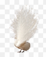 Mq Peacock Feathers White Animals - White Peacock Transparent Background Emoji,Peacock Emoji