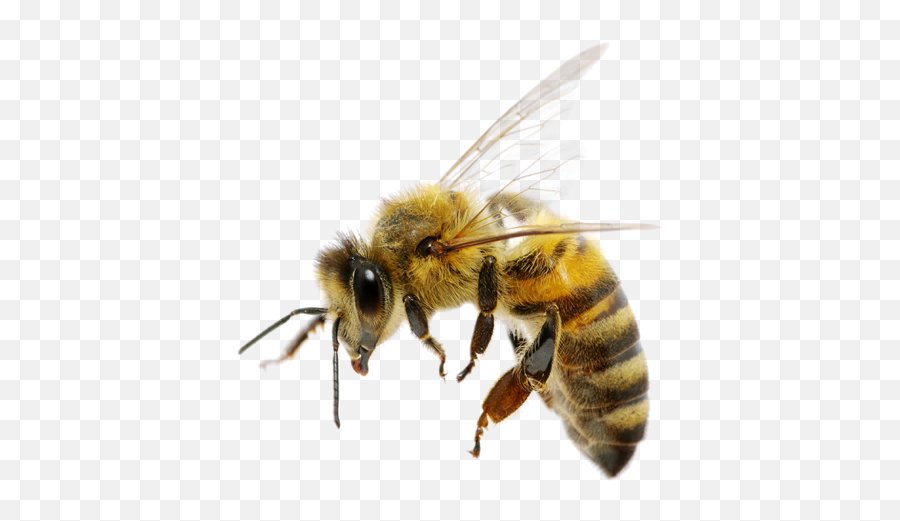 Bee Safe Bee Removal - Bee Png Emoji,Killer Bee Emoticon