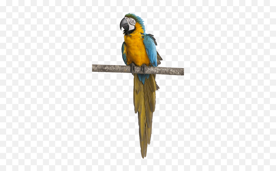 Khobar Veterinary Clinic - Full Vet Service Pets Pet Parrots Emoji,Cat Ear Emotions