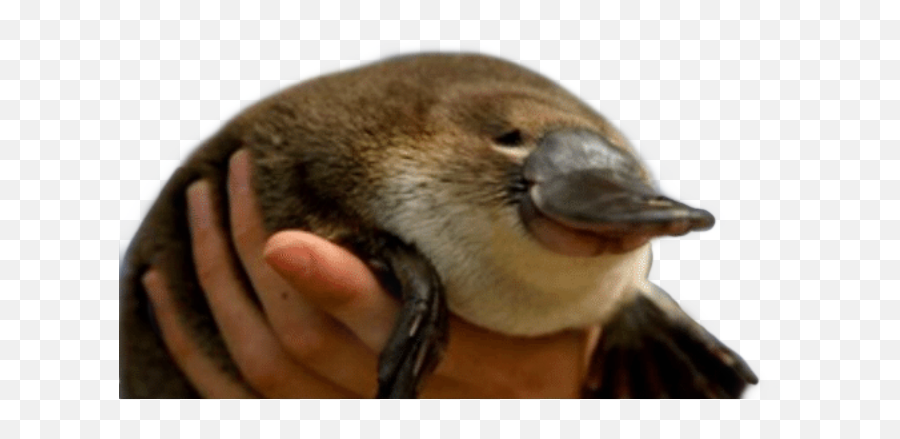 The Most Edited - You Are Not Excused Emoji,Platypus Emoji