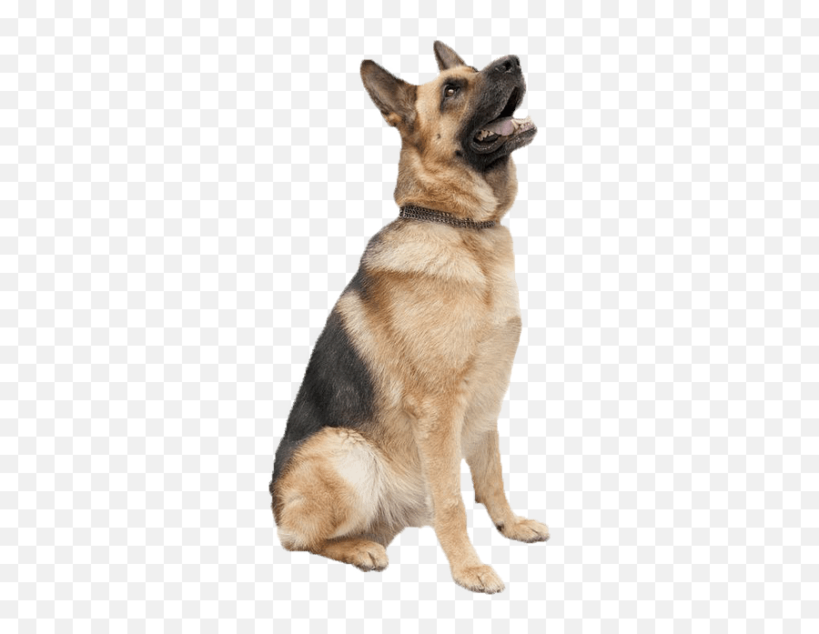 Alpine Acres My Wordpress Blog - Northern Breed Group Emoji,German Shepherd Dog Barking Emoticon