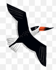 Texas Birds Sticker Pack By Texas Parks U0026 Wildlife Emoji,Iphone Orioles Emojis