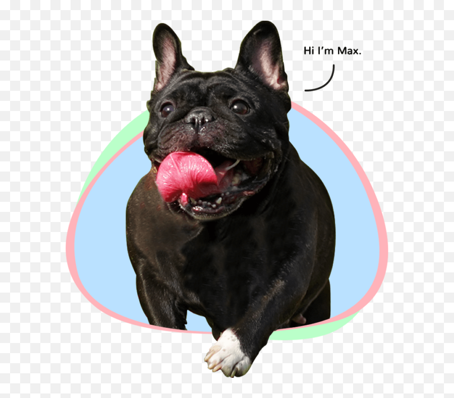 I Love My Dog So Much For Dog Lovers Homepage Emoji,Emotion Dog Kit