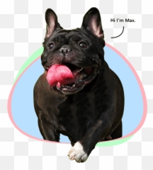 I Love My Dog So Much For Dog Lovers Homepage Emoji,Emotion Dog Kit