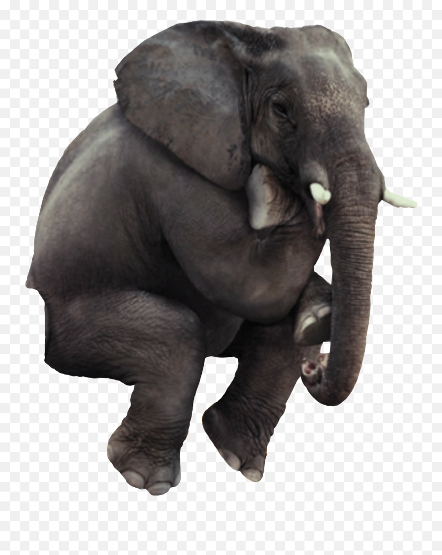 Elephant Funny Sticker By April Buchman Emoji,Emojis Animals Elephant